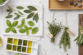 Come congelare le erbe aromatiche per l'inverno: la conservazione perfetta