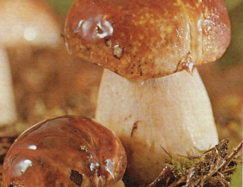 Piccola enciclopedia dei funghi