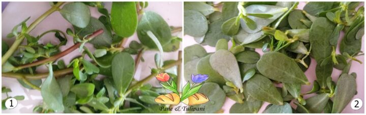 zucchine trifolate con portulaca e uova