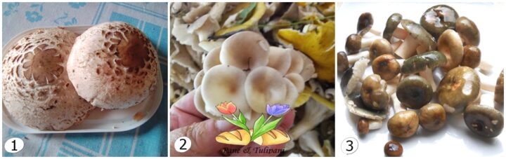 funghi fritti con spezie